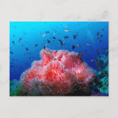 Tropisch Zee Leven Roze gloeiend Anemone Coral Briefkaart (Voorkant)