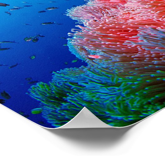Tropisch Zee Leven Roze gloeiend Anemone Coral Poster (Hoek)
