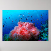 Tropisch Zee Leven Roze gloeiend Anemone Coral Poster (Voorkant)