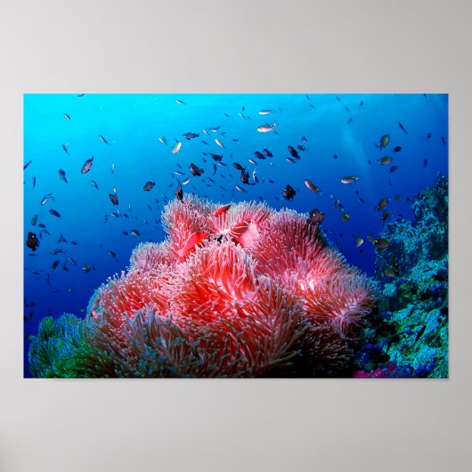 Tropisch Zee Leven Roze gloeiend Anemone Coral Poster (Voorkant)