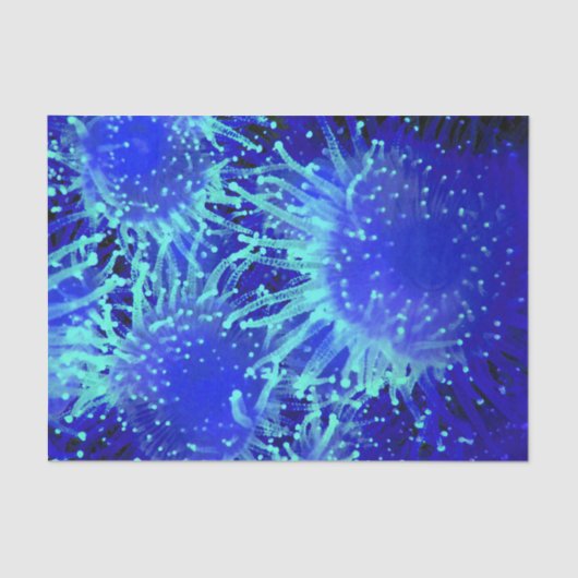 Tropisch Zee Urchin met Vibrant Blue Tissuepapier (Voorkant)
