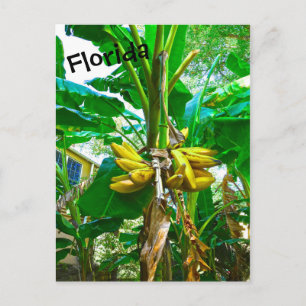 Tropische Banana Palm Tree St Augustine Florida Briefkaart