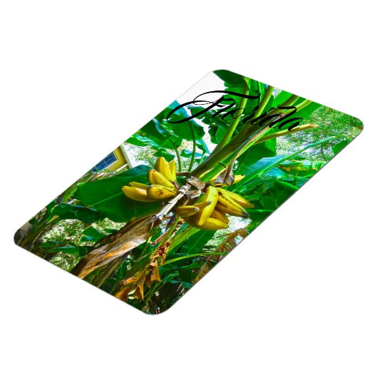 Tropische Banana Palm Tree St Augustine Florida Magneet (Linkerzijde)