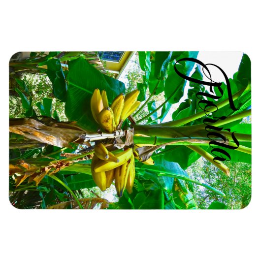 Tropische Banana Palm Tree St Augustine Florida Magneet (Horizontaal)