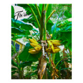 Tropische Banana Palm Tree St Augustine Florida Perfect Poster (Voorkant)