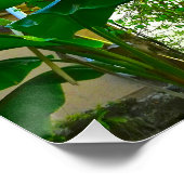 Tropische Banana Palm Tree St Augustine Florida Perfect Poster (Hoek)