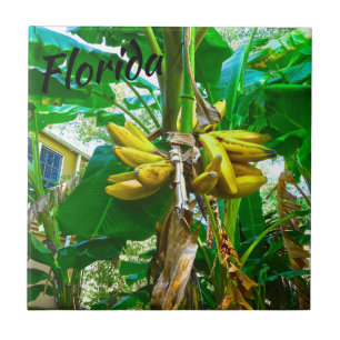 Tropische Banana Palm Tree St Augustine Florida Tegeltje