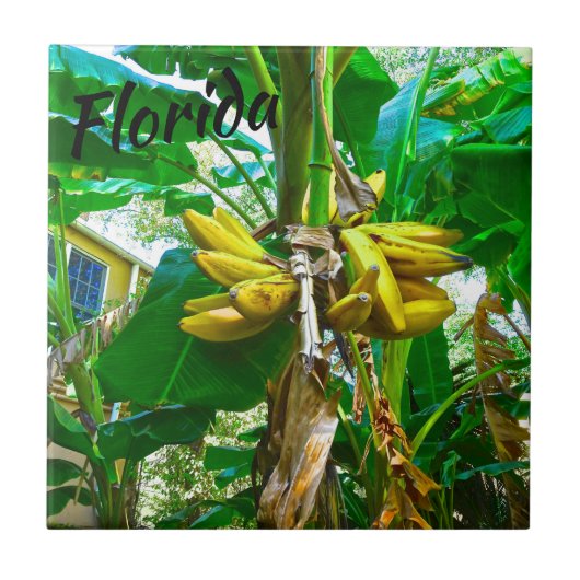 Tropische Banana Palm Tree St Augustine Florida Tegeltje (Voorkant)