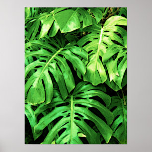 Tropische bladeren Splitleaf Philodendron, donkerg Poster