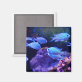 Tropische blauwe vis magneet (Voorkant / Achterkant)