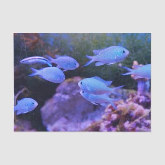 Tropische blauwe vis tissuepapier (Voorkant)