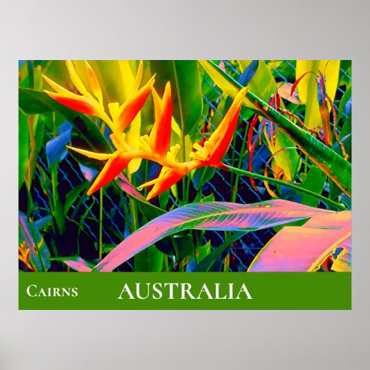 Tropische bloemen heliconia Queensland Australië Poster (Voorkant)
