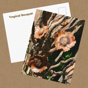Tropische Boeket Gedroogde Kokosnoot Botanisch Briefkaart