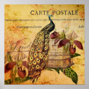 tropische botanische orchidee moderne pauw poster