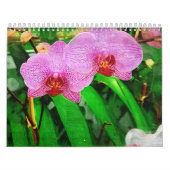 tropische bromeliad en orchideeën, sprookjestropis kalender (Hoes)