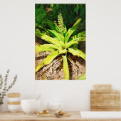 Tropische Bromeliad - wandelen in de tuin Poster (Keuken)