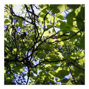 Tropische catalapboom wilde natuur foto afdruk