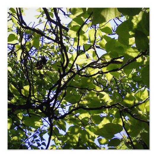 Tropische catalapboom wilde natuur foto afdruk (Voorkant)