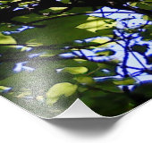 Tropische catalapboom wilde natuur foto afdruk (Hoek)