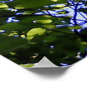 Tropische catalapboom wilde natuur poster (Hoek)