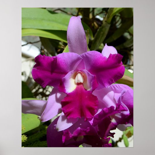 Tropische Cattleya Orchid Flower Poster (Voorkant)