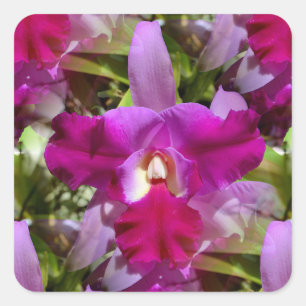 Tropische Cattleya Orchid Flower Vierkante Sticker