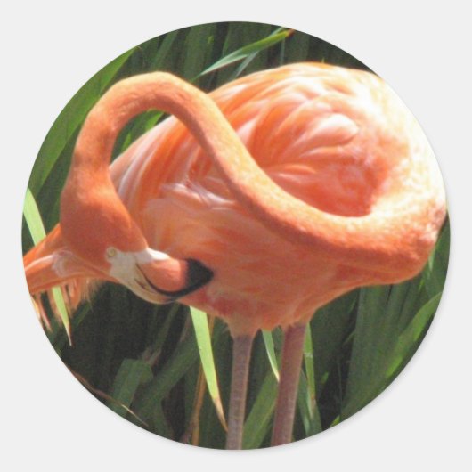 Tropische Flamingo Sticker (Voorkant)