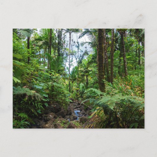 Tropische flora van het briefkaart van het regenwo (Voorkant)