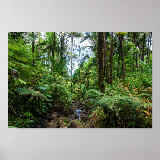Tropische flora van het regenwoud van el yunque poster (Voorkant)