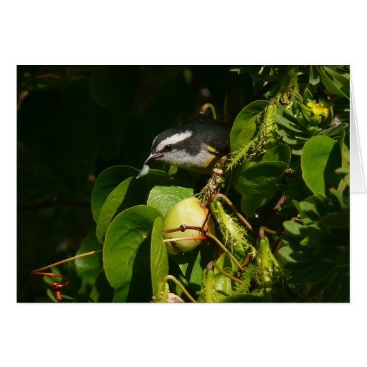 Tropische fotografie van de vogelsoort (Voorkant Horizontaal)