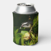 Tropische fotografie van de vogelsoort blikjeskoeler (Blikje Achterkant)