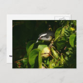 Tropische fotografie van de vogelsoort briefkaart (Voorkant / Achterkant)