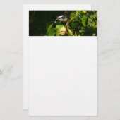 Tropische fotografie van de vogelsoort briefpapier (Voorkant / Achterkant)