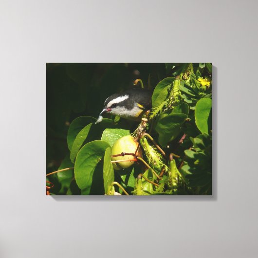 Tropische fotografie van de vogelsoort canvas afdruk (Voorkant)