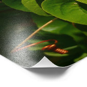 Tropische fotografie van de vogelsoort foto afdruk (Hoek)