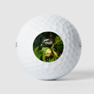 Tropische fotografie van de vogelsoort golfballen