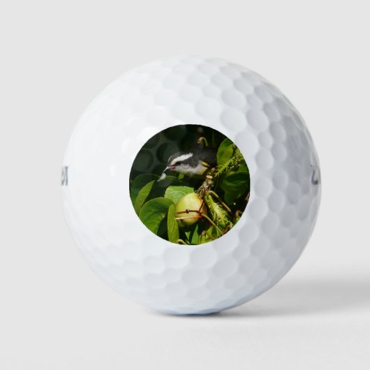 Tropische fotografie van de vogelsoort golfballen (Voorkant)