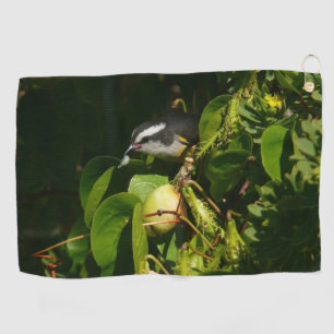 Tropische fotografie van de vogelsoort golfhanddoek