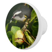 Tropische fotografie van de vogelsoort keramische knop (Rechts)