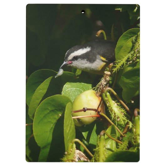 Tropische fotografie van de vogelsoort klembord (Achterkant)