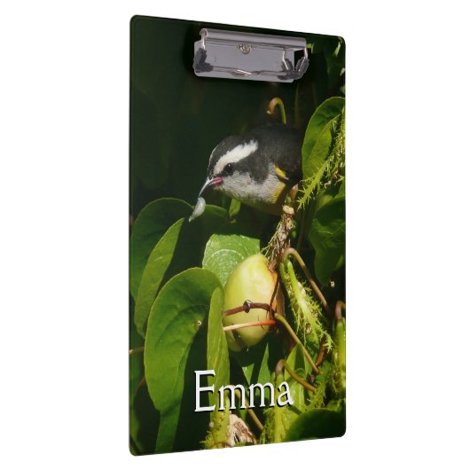 Tropische fotografie van de vogelsoort klembord (Rechts)