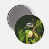 Tropische fotografie van de vogelsoort magneet (Voorkant / Achterkant)