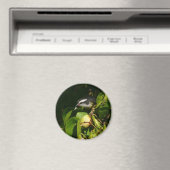 Tropische fotografie van de vogelsoort magneet (Insitu (Vaatwasser))