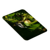 Tropische fotografie van de vogelsoort magneet (Rechterzijde)