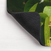 Tropische fotografie van de vogelsoort muismat (Hoek)