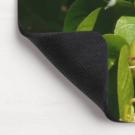 Tropische fotografie van de vogelsoort muismat (Hoek)