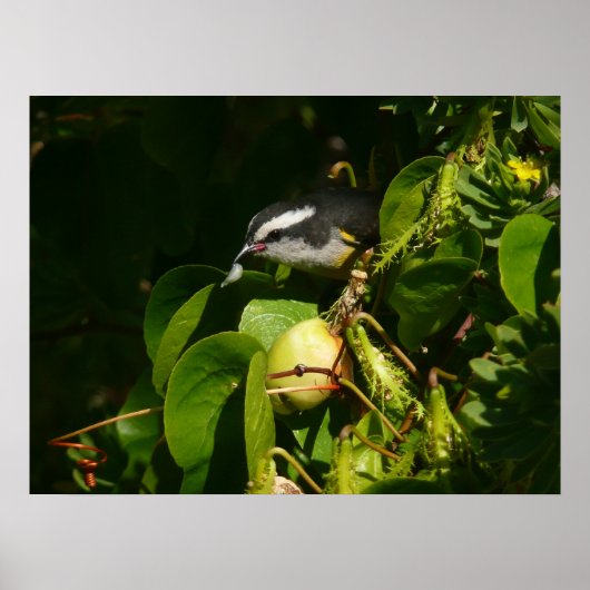 Tropische fotografie van de vogelsoort poster (Voorkant)