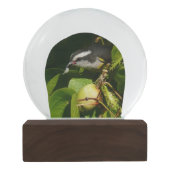 Tropische fotografie van de vogelsoort sneeuwbol (Achterkant)