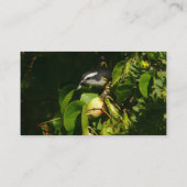 Tropische fotografie van de vogelsoort visitekaartje (Achterkant)