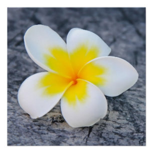 Tropische Frangipani Bloemfotografie Perfect Poster
